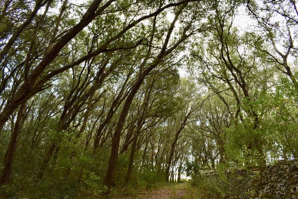 Masseria Bosco Mazza Melendugno Εξωτερικό φωτογραφία